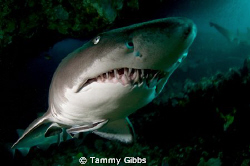 A grey nurse shark gets very, very close to my dome port ... by Tammy Gibbs 
